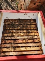 Einzug der Bienen
