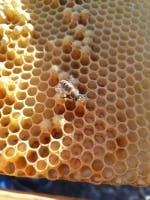 Einzug der Bienen